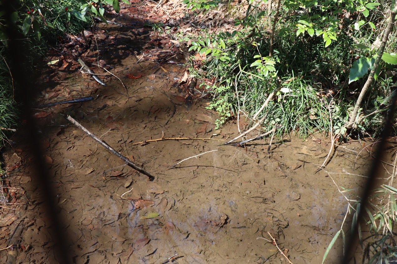 里山Ｓ 林道沿い トウキョウサンショウウオが産卵する水溜まり_2022年3月24日12時50分頃_気温15度